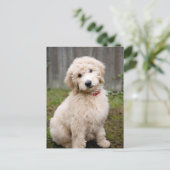 Goldendoedle Puppy Sits in Grass Briefkaart (Staand voorkant)