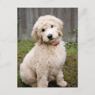 Goldendoedle Puppy Sits in Grass Briefkaart