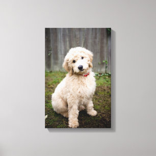 Goldendoedle Puppy Sits in Grass Canvas Afdruk