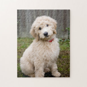Goldendoedle Puppy Sits in Grass Legpuzzel