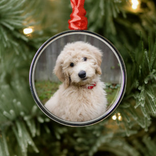 Goldendoedle Puppy Sits in Grass Metalen Ornament
