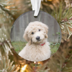 Goldendoedle Puppy Sits in Grass Ornament