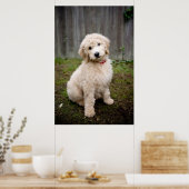 Goldendoedle Puppy Sits in Grass Poster (Keuken)