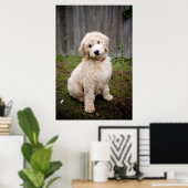 Goldendoedle Puppy Sits in Grass Poster (Thuiskantoor)