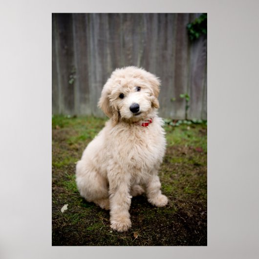 Goldendoedle Puppy Sits in Grass Poster (Voorkant)