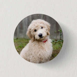Goldendoedle Puppy Sits in Grass Ronde Button 3,2 Cm
