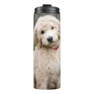 Goldendoedle Puppy Sits in Grass Thermosbeker