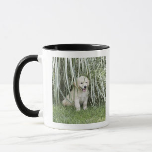 Goldendoedle puppy zittend onder hoge grassen mok