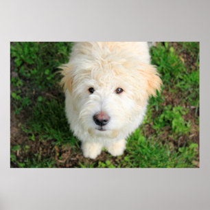 Goldendoele Puppy die naar camera kijkt Poster