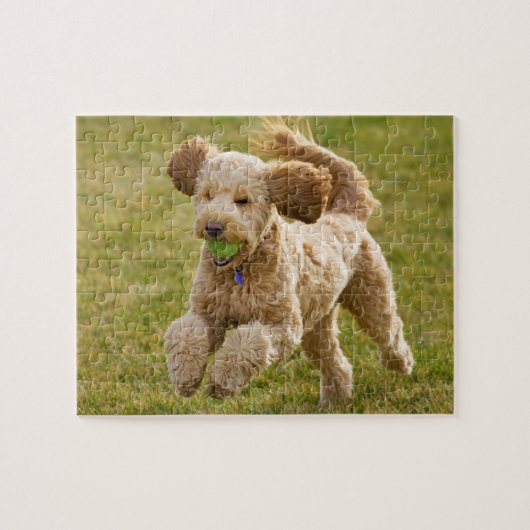 Goldendole Plays Fetch Legpuzzel (Horizontaal)