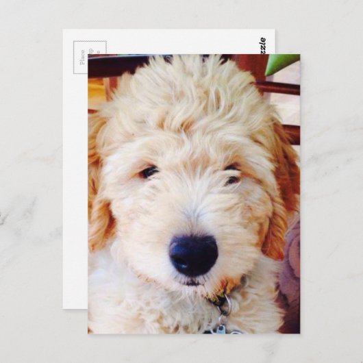 Goldendole Puppy Briefkaart (Voorkant / Achterkant)