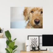Goldendole Puppy Closeup Poster (Thuiskantoor)