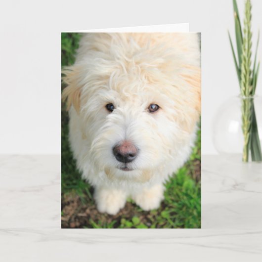 Goldendole Puppy die naar camera kijkt Kaart (Voorkant)