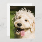 Goldendole Puppy Panting Briefkaart (Voorkant / Achterkant)