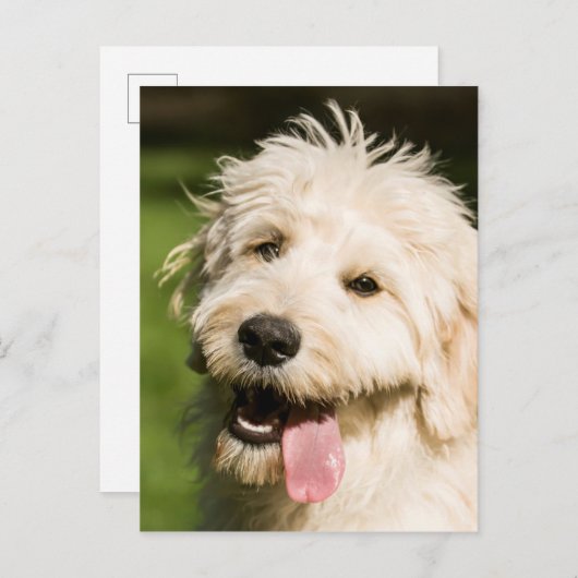 Goldendole Puppy Panting Briefkaart (Voorkant / Achterkant)