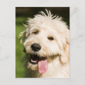 Goldendole Puppy Panting Briefkaart (Voorkant)
