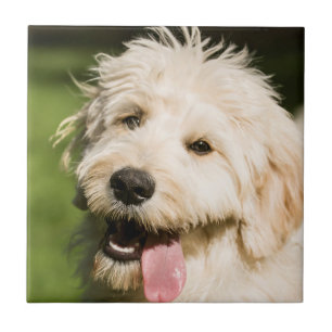Goldendole Puppy Panting Tegeltje