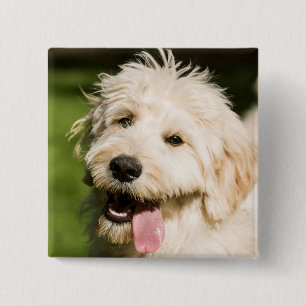Goldendole Puppy Panting Vierkante Button 5,1 Cm