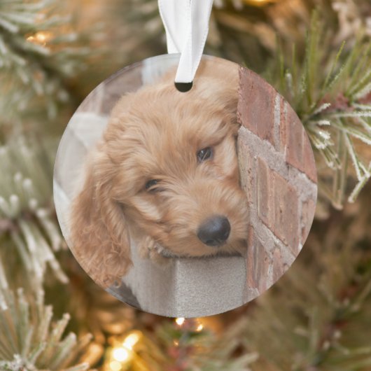 Goldendole Puppy Peeking Ornament (Boom)