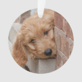 Goldendole Puppy Peeking Ornament (voorkant)