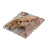 Goldendole Puppy Peeking Tegeltje (Zijkant)