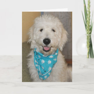 Goldendoodin blue bandanna card card kaart