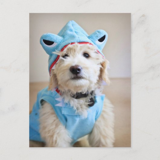 Goldendoodin Shark Costume Briefkaart (Voorkant)