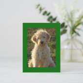 Goldendoodle Chien Chien Chien Blanc Carte postale (Debout devant)