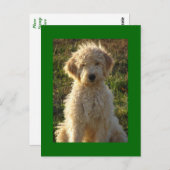 Goldendoodle Chien Chien Chien Blanc Carte postale (Devant / Derrière)
