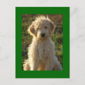 Goldendoodle Chien Chien Chien Blanc Carte postale (Devant)