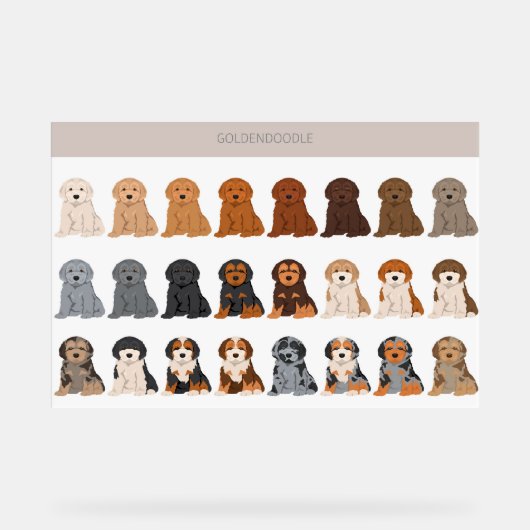 Goldendoodle dog mix (Recto)