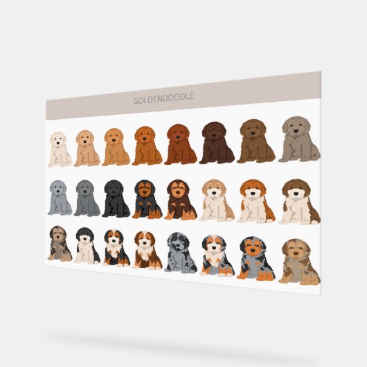 Goldendoodle dog mix (Angle)