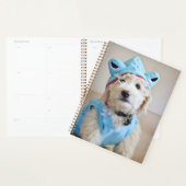 Goldendoodle En Costume De Requin (Devant avec enveloppe)