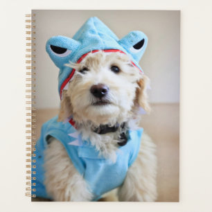 Goldendoodle En Costume De Requin