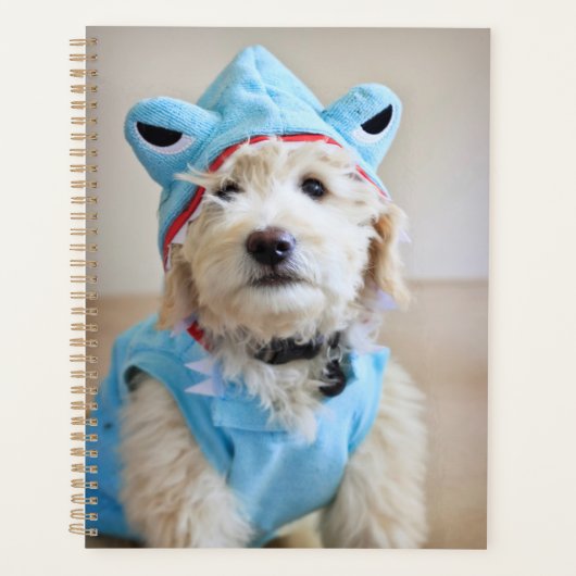 Goldendoodle En Costume De Requin (Devant)