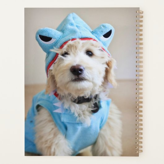 Goldendoodle En Costume De Requin (Dos)