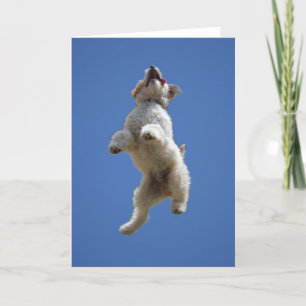 Goldendoodle Jumping Wenskaart Kaart