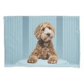 Goldendoodle Laying on Minimale pastblauw podium Kussensloop (Voorkant)