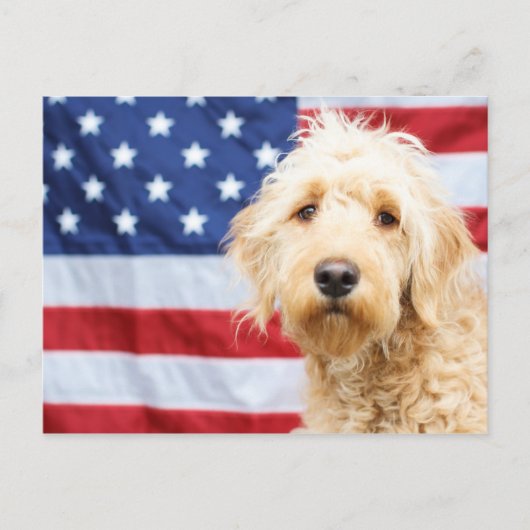 Goldendoodle met Amerikaanse vlag Briefkaart (Voorkant)
