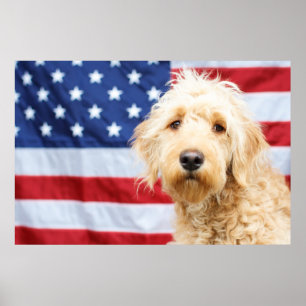 Goldendoodle met Amerikaanse vlag Poster