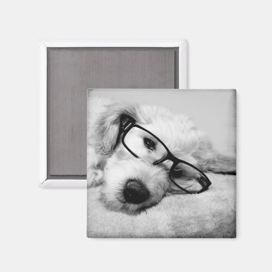 Goldendoodle met bril magneet (Voorkant / Achterkant)