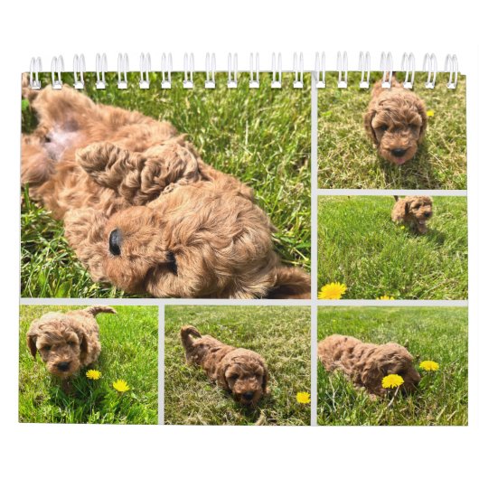 Goldendoodle Puppy 2024 Kalender (Achterkant)