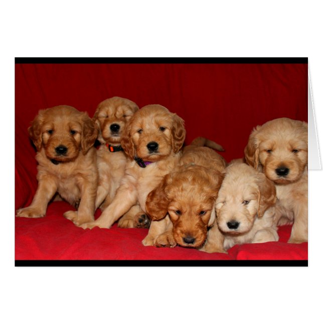 Goldendoodle Puppy All Occasion Card (Devant horizontal)