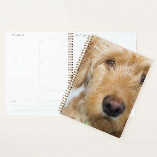 Goldendoodle Puppy Closeup (Devant avec enveloppe)