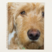 Goldendoodle Puppy Closeup (Devant)