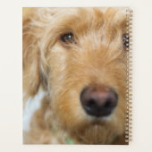 Goldendoodle Puppy Closeup (Dos)