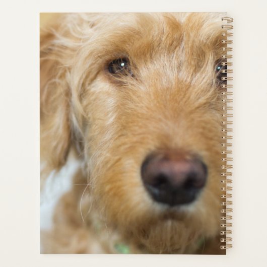 Goldendoodle Puppy Closeup (Dos)