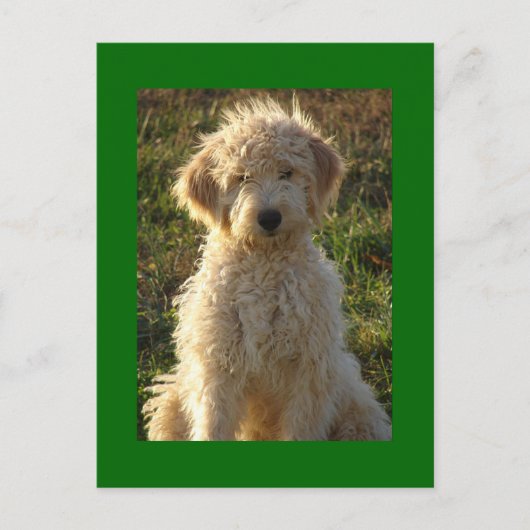 Goldendoodle Puppy Dog Blank Groen Briefkaart (Voorkant)