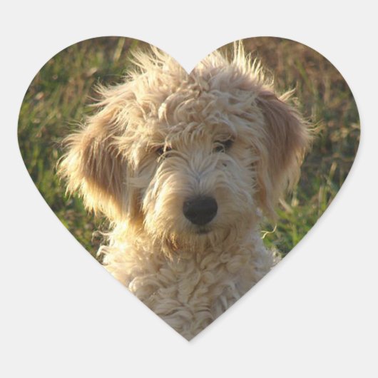 Goldendoodle Puppy Hondengroet Sticker / Label (Voorkant)