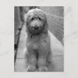 Goldendoodle Puppy In Backyard Briefkaart